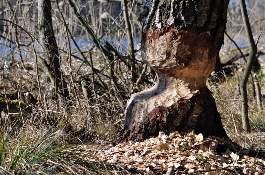 Baumstamm mit Biberschaden