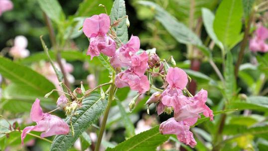 Impatiens-glandulifera